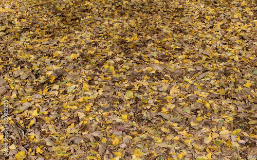 Wallpaper Mural Fallen leaves mainly consisted of gingko biloba on the ground in autumn forest. Pile of colorful dead leaves in natural forest background. Torontodigital.ca