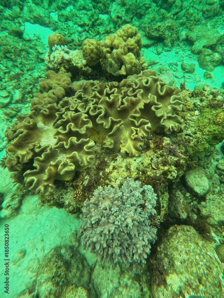 Fototapeta premium Soft corals (Sarcophyton sp.) at a coral garden found during scuba diving at Tubod Beach in a coral garden, Siquijor, Negros, Philippines 