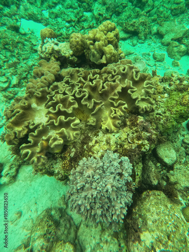 Soft corals (Sarcophyton sp.) at a coral garden found during scuba diving at Tubod Beach in a coral garden, Siquijor,  Negros, Philippines 
