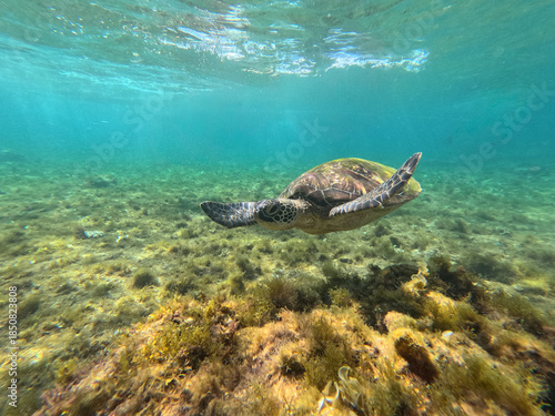 Green sea turtle swimming at the shore of Apo Island,  Apo Island Marine Sanctuary near Siquijor, Negros, Philippines . Snorkeling at Apo Island 
