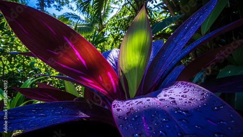 Vibrant Cordyline Plant with Striking Purple and Red Leaves.