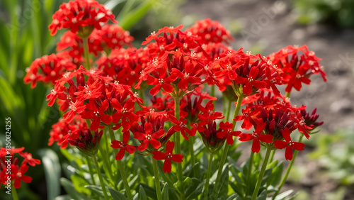Vibrant Red Flowers Blooming in a Sunny Garden.