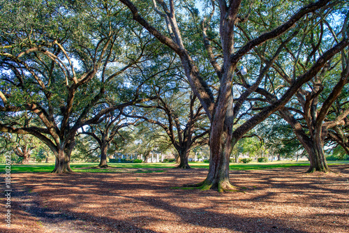 Photos Oak Alley Plantation in Louisiana featuring iconic oak trees and historic southe