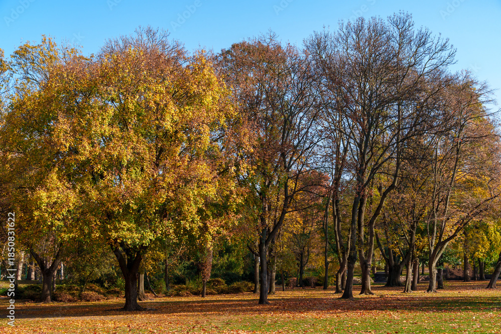 Fototapeta premium A city park on a bright autumn morning, sunlight and shadows, yellow and golden autumn leaves on the trees, beautiful nature.