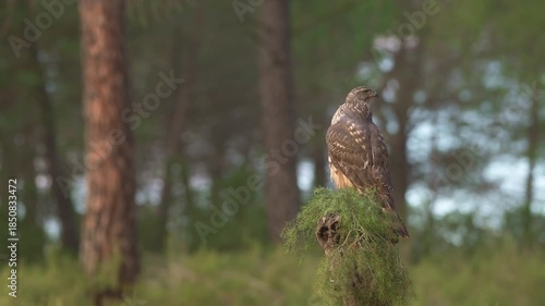 Common Goshawk (Accipiter gentilis) with its prey in Spanish forest - 4K stock video