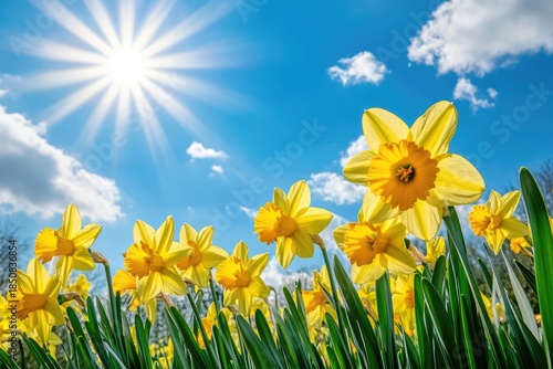 A vibrant spring scene with daffodils blooming in a field under a clear blue sky with fluffy white clouds.