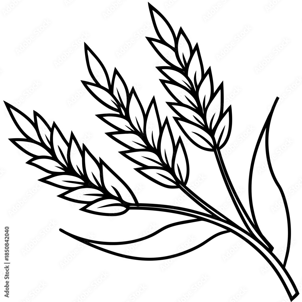 Fototapeta premium Oats line art vector