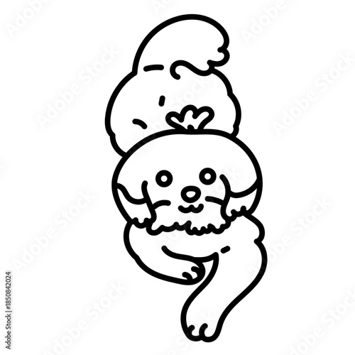 cute chizu dog lay on ground