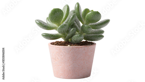 Small Green Jade Succulent Plant in a Simple Ceramic Pot