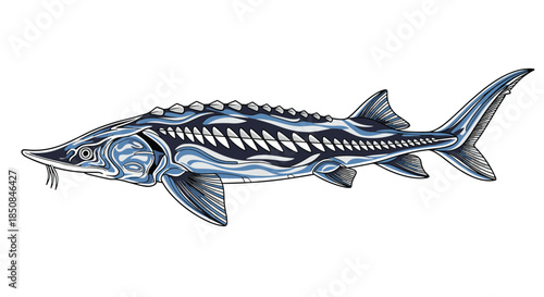 Detailed side view illustration of a large sturgeon fish with its characteristic scales and fins, perfect for nature and wildlife themes.
