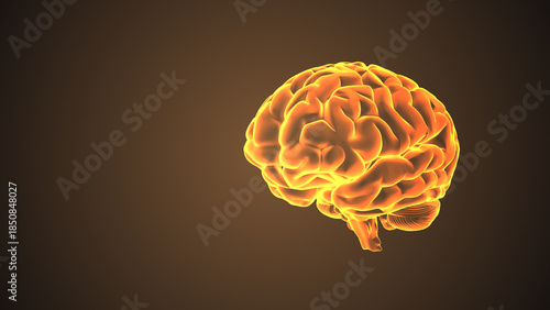 3D Animation of Human Brain