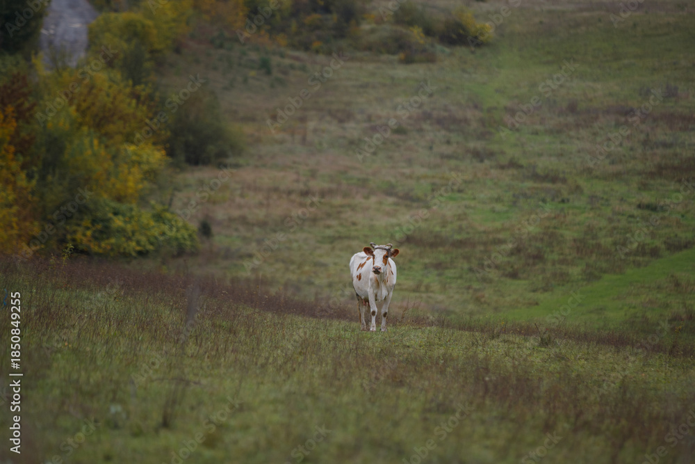 Fototapeta premium Cow standing in pasture looking at camera
