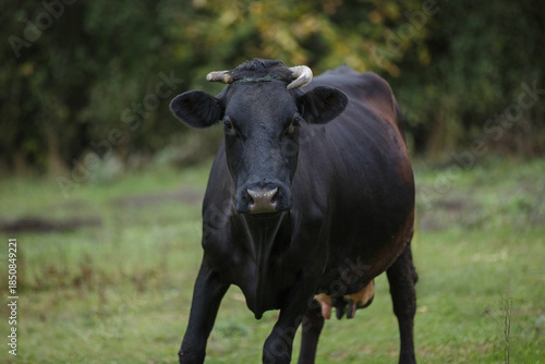 Wallpaper Mural Black cow standing in green pasture looking forward Torontodigital.ca
