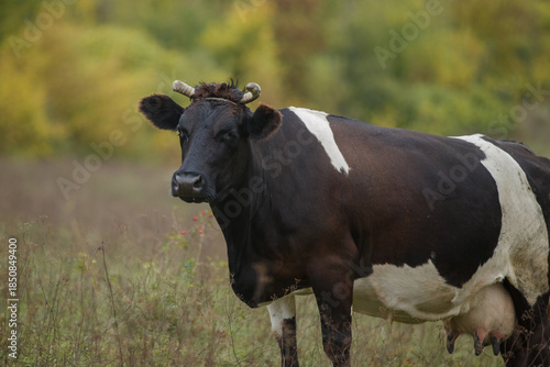 Wallpaper Mural Dairy cow standing in field with autumn background Torontodigital.ca