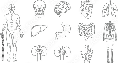 Set of black and white line art icons depicting the major human organs skeletal structure and anatomy outline