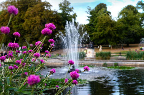 Vibrant Pink Allium Flowers Framing a Serene Park Fountain Scene in Summer