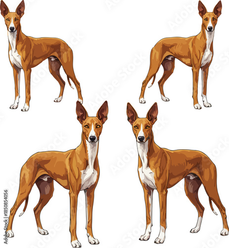 Four Pharaoh Hound Dog Poses Vector Illustration