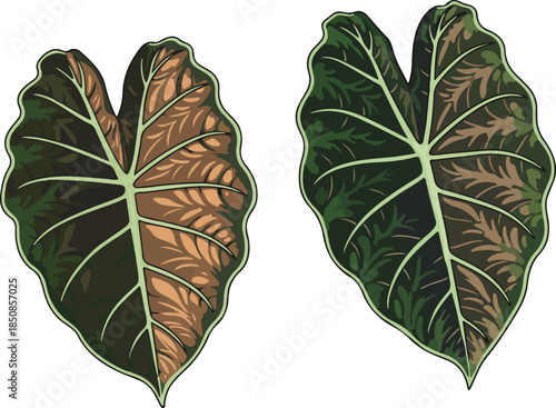 Twin Alocasia Cuprea Botanical Vector Illustration