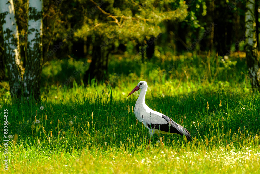Obraz premium White stork in the grass.