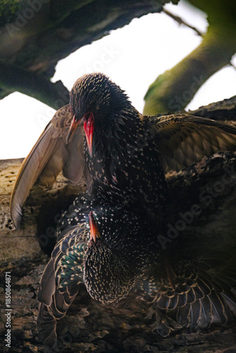 Принти на полотні Two starlings fighting each other.