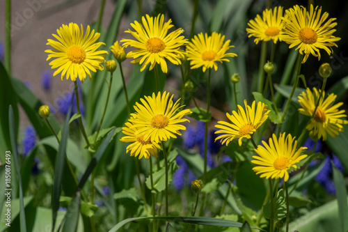 Photos Doronicum orientale leopards bane bright yellow spring flowers in bloom, ornamen