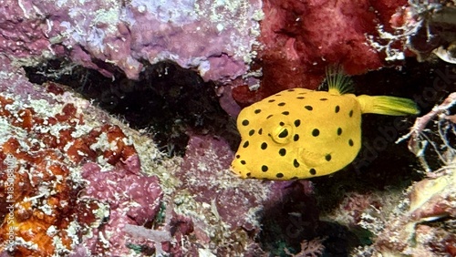 Buceo, filipinas, cebu, moalboal, peces, sardinas, tortugas, nudibranquios, pez, payaso, morena, oceano, viajes, travel, leisures, fotosub, subacuatico, mar, azul