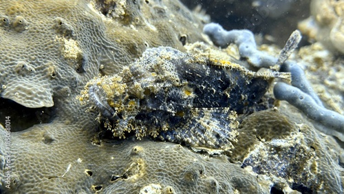 Buceo, filipinas, cebu, moalboal, peces, sardinas, tortugas, nudibranquios, pez, payaso, morena, oceano, viajes, travel, leisures, fotosub, subacuatico, mar, azul