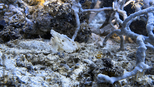 Buceo, filipinas, cebu, moalboal, peces, sardinas, tortugas, nudibranquios, pez, payaso, morena, oceano, viajes, travel, leisures, fotosub, subacuatico, mar, azul