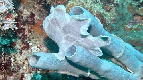 Buceo, filipinas, cebu, moalboal, peces, sardinas, tortugas, nudibranquios, pez, payaso, morena, oceano, viajes, travel, leisures, fotosub, subacuatico, mar, azul