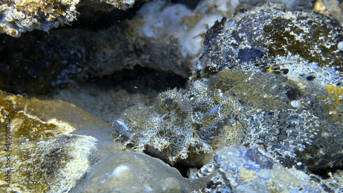 Buceo, filipinas, cebu, moalboal, peces, sardinas, tortugas, nudibranquios, pez, payaso, morena, oceano, viajes, travel, leisures, fotosub, subacuatico, mar, azul