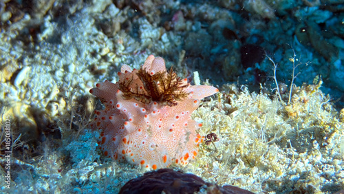 Buceo, filipinas, cebu, moalboal, peces, sardinas, tortugas, nudibranquios, pez, payaso, morena, oceano, viajes, travel, leisures, fotosub, subacuatico, mar, azul