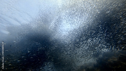 Buceo, filipinas, cebu, moalboal, peces, sardinas, tortugas, nudibranquios, pez, payaso, morena, oceano, viajes, travel, leisures, fotosub, subacuatico, mar, azul
