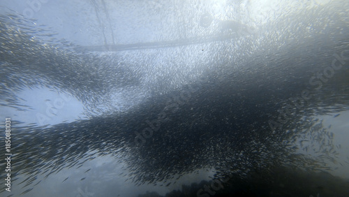 Buceo, filipinas, cebu, moalboal, peces, sardinas, tortugas, nudibranquios, pez, payaso, morena, oceano, viajes, travel, leisures, fotosub, subacuatico, mar, azul