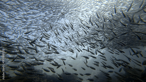 Buceo, filipinas, cebu, moalboal, peces, sardinas, tortugas, nudibranquios, pez, payaso, morena, oceano, viajes, travel, leisures, fotosub, subacuatico, mar, azul