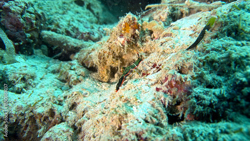 Buceo, filipinas, cebu, moalboal, peces, sardinas, tortugas, nudibranquios, pez, payaso, morena, oceano, viajes, travel, leisures, fotosub, subacuatico, mar, azul