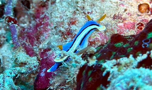 Buceo, filipinas, cebu, moalboal, peces, sardinas, tortugas, nudibranquios, pez, payaso, morena, oceano, viajes, travel, leisures, fotosub, subacuatico, mar, azul