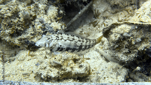 Buceo, filipinas, cebu, moalboal, peces, sardinas, tortugas, nudibranquios, pez, payaso, morena, oceano, viajes, travel, leisures, fotosub, subacuatico, mar, azul