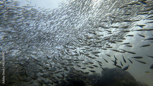 Buceo, filipinas, cebu, moalboal, peces, sardinas, tortugas, nudibranquios, pez, payaso, morena, oceano, viajes, travel, leisures, fotosub, subacuatico, mar, azul