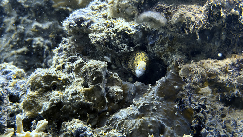 Buceo, filipinas, cebu, moalboal, peces, sardinas, tortugas, nudibranquios, pez, payaso, morena, oceano, viajes, travel, leisures, fotosub, subacuatico, mar, azul