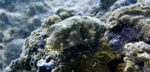 Buceo, filipinas, cebu, moalboal, peces, sardinas, tortugas, nudibranquios, pez, payaso, morena, oceano, viajes, travel, leisures, fotosub, subacuatico, mar, azul