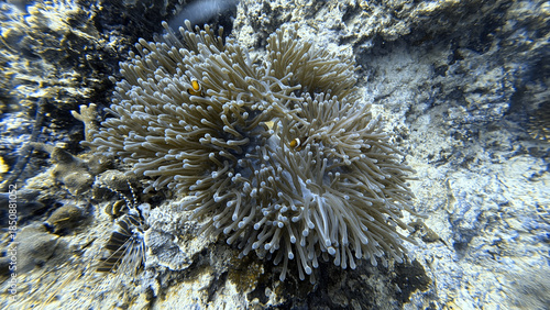 Buceo, filipinas, cebu, moalboal, peces, sardinas, tortugas, nudibranquios, pez, payaso, morena, oceano, viajes, travel, leisures, fotosub, subacuatico, mar, azul