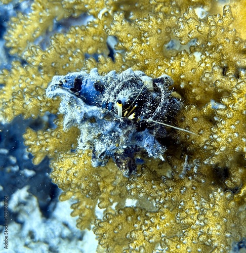 Buceo, filipinas, cebu, moalboal, peces, sardinas, tortugas, nudibranquios, pez, payaso, morena, oceano, viajes, travel, leisures, fotosub, subacuatico, mar, azul