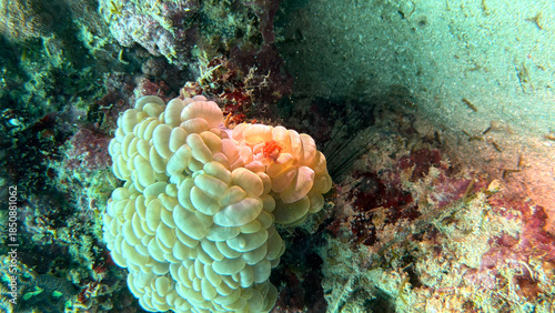 Buceo, filipinas, cebu, moalboal, peces, sardinas, tortugas, nudibranquios, pez, payaso, morena, oceano, viajes, travel, leisures, fotosub, subacuatico, mar, azul