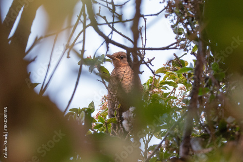 Wallpaper Mural A young blackbird, perched amidst the branches and leaves of a tree, blending naturally with its environment Torontodigital.ca