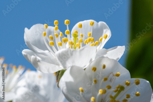 Wallpaper Mural Delicate beauty of a blooming white flower, with vibrant yellow stamens, set against a clear blue sky Torontodigital.ca