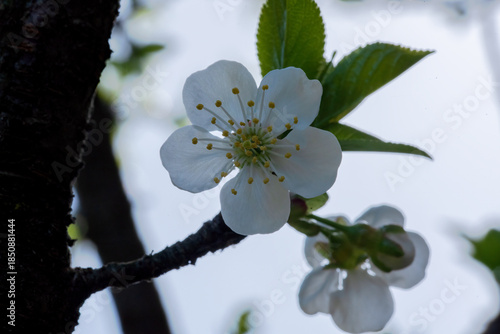 Wallpaper Mural Close-up photograph of a delicate cherry blossom, captured against a softly blurred background, highlighting its intricate beauty Torontodigital.ca