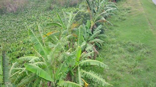 Rows of banana trees plantation