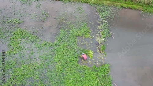 Person cleaning aquatic plants in water