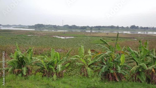 Camera pulling back view of banana trees landscape