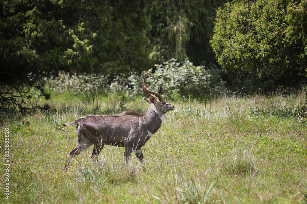 Fototapeta premium Male mountain Nyala (Tragelaphus buxtoni) or Balbok, Bale Mountains, Ethiopia